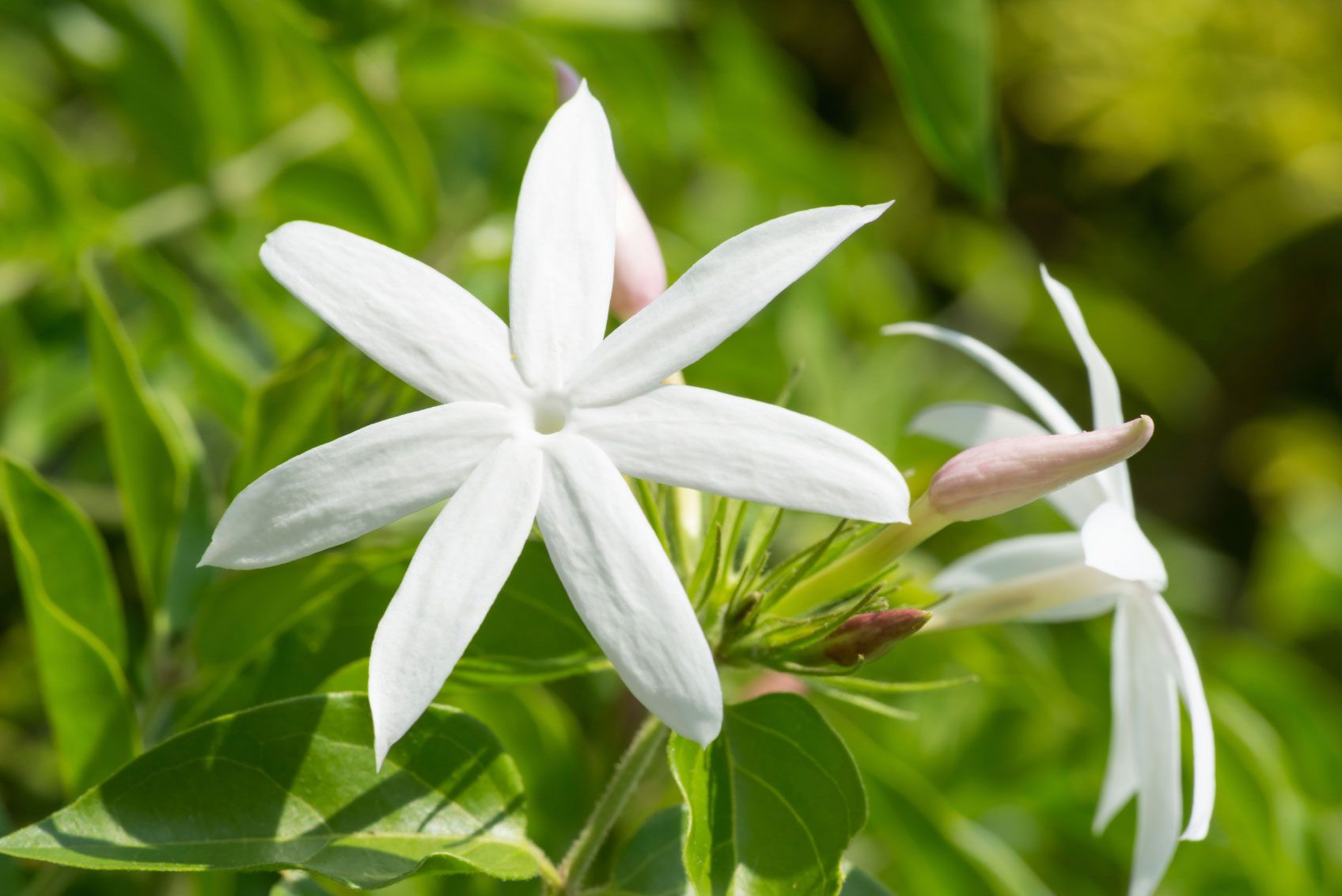 Common Jasmine Varieties What Are Some Different Types Of Jasmine Plants Chameli Flower And