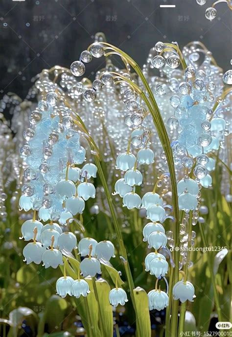 Lily Of The Valley Flowers With Drops Of Water On Them