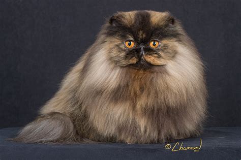 Top 5 Persian Jaz Porn Tips