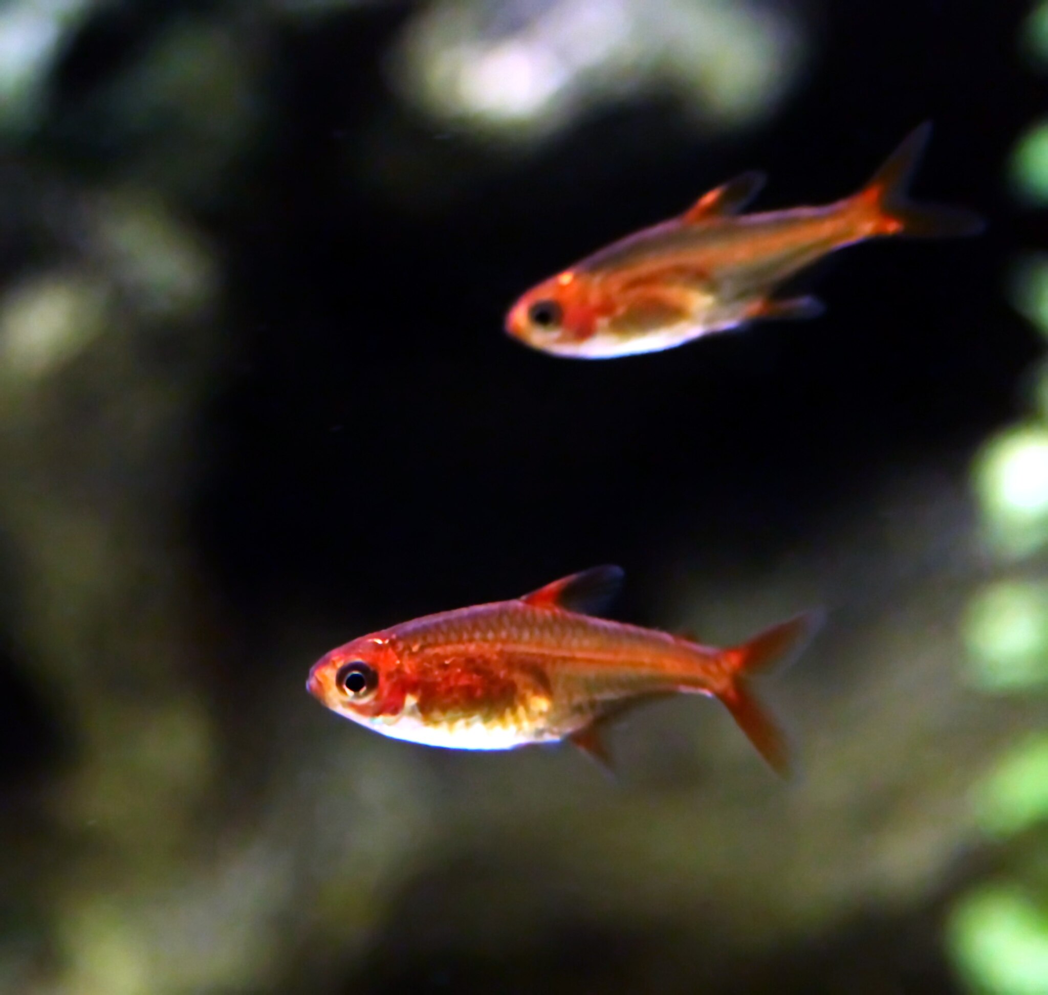 Unveiling Ember Tetra Size How Big Do Ember Tetras Get Allaquariumfish Com
